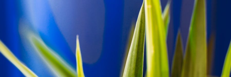plante bleu klein
